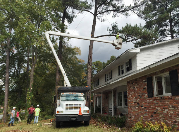 Best Hazardous Tree Removal  in Pine Ridge, FL