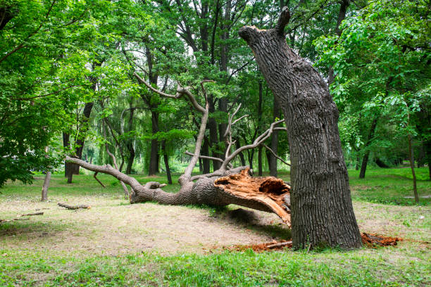 Best Utility Line Clearance  in Pine Ridge, FL