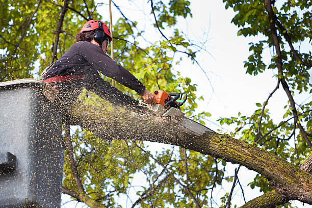 Best Emergency Tree Removal  in Pine Ridge, FL